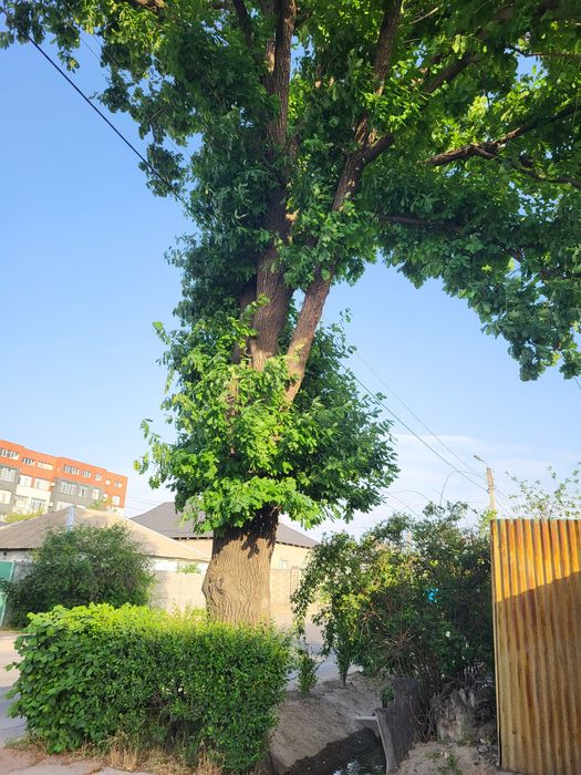 Большое дерево Дуб