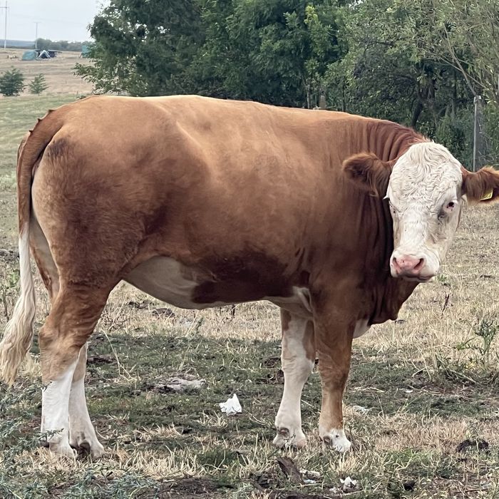 Vand juninca  2 ani / Baltata romaneasca