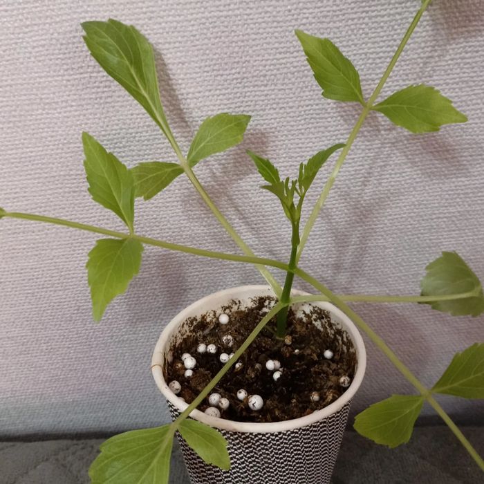 Георгина бордюрная