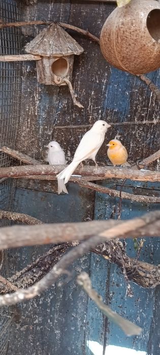 Канарейки  Молдове