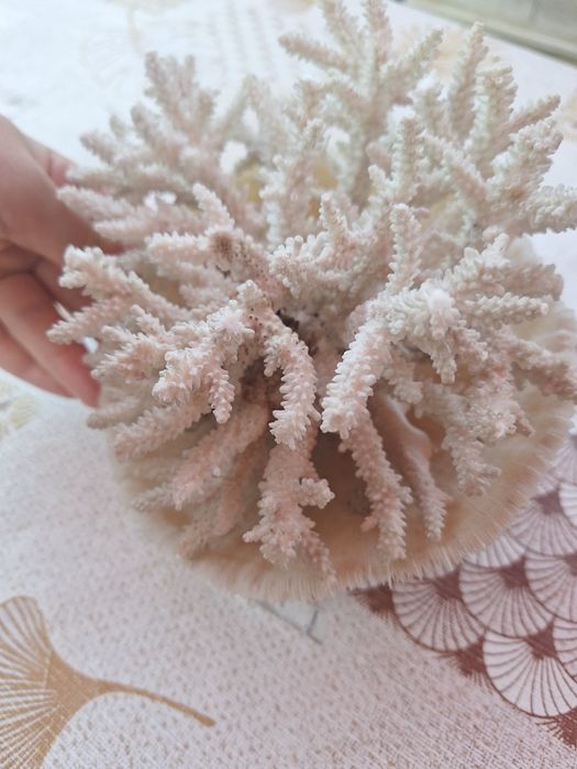 Морски артикули декорация