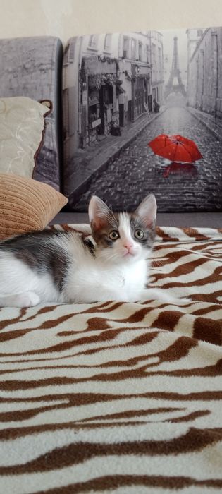 Котята ищут семью