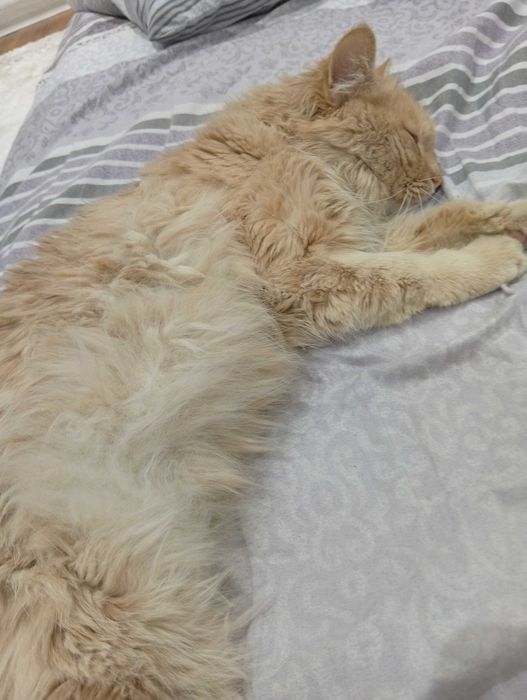 Котёнок добрым рукам