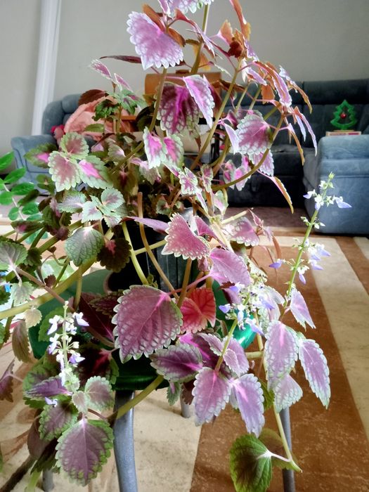 Продам Колеус по 500тг