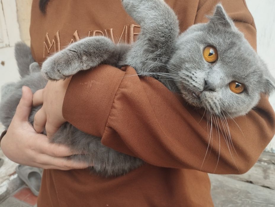 Zottor mushuk arzon narxlarda