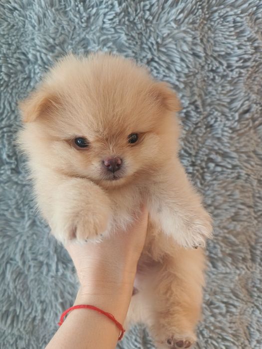 Щенки породы шпиц