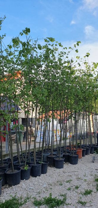 Măslin brad prunus