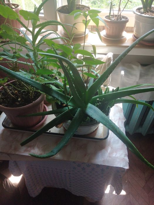 Продаю алой Вера