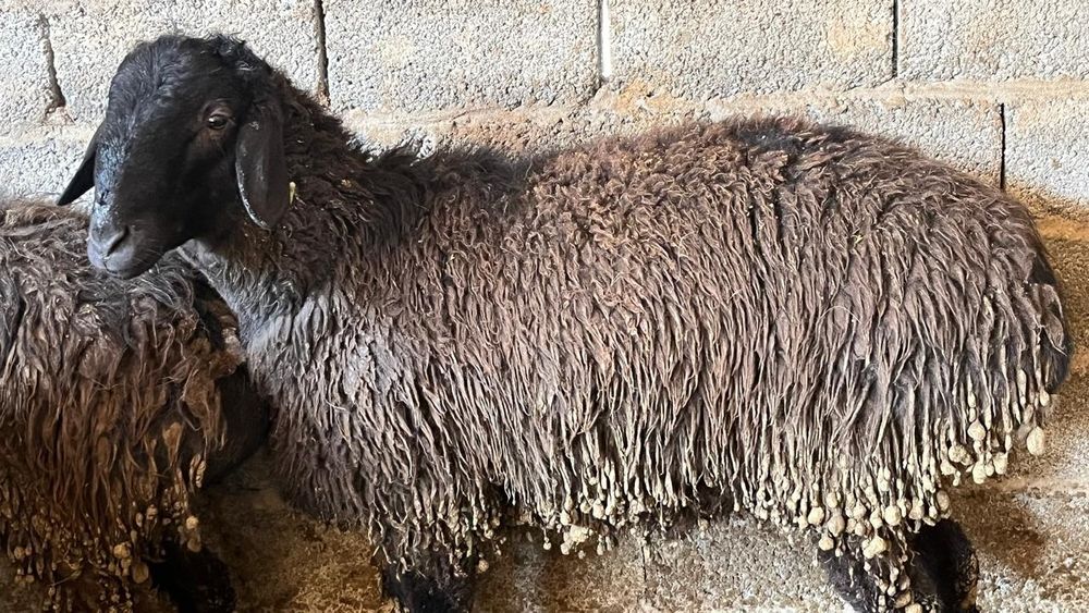 Қойлар қошқарлар сатылады