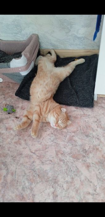 Вязка  Котов. вислоухие, британцы