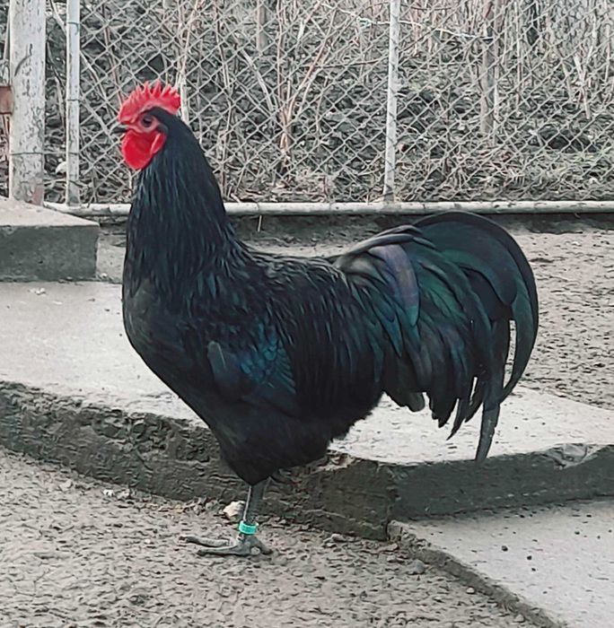 Cocosi Australorp