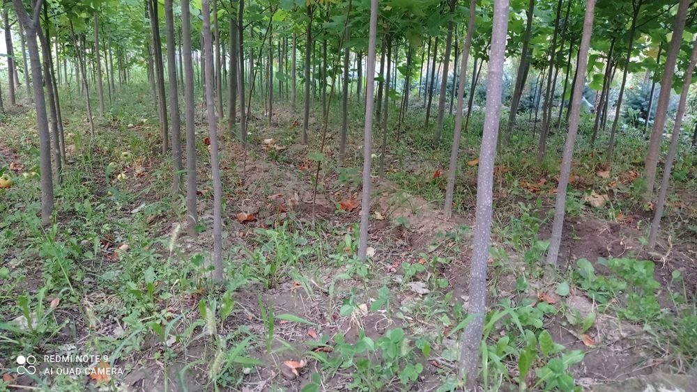 Манзаралар дарахт ва арчалар