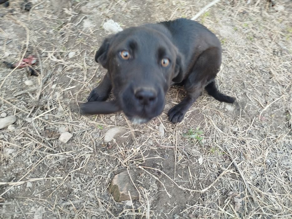 Собака лабарадор