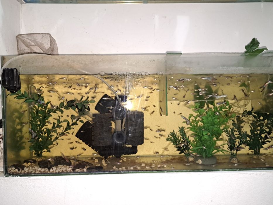 300 de Guppy mixt maturi si puii