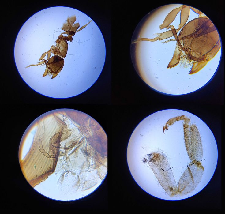 Биологический микроскоп увеличение 2000х