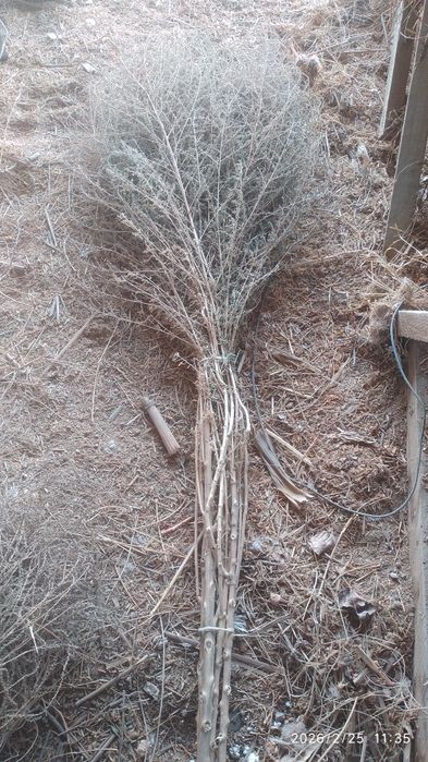 Ховли супурги сотилади 80та.