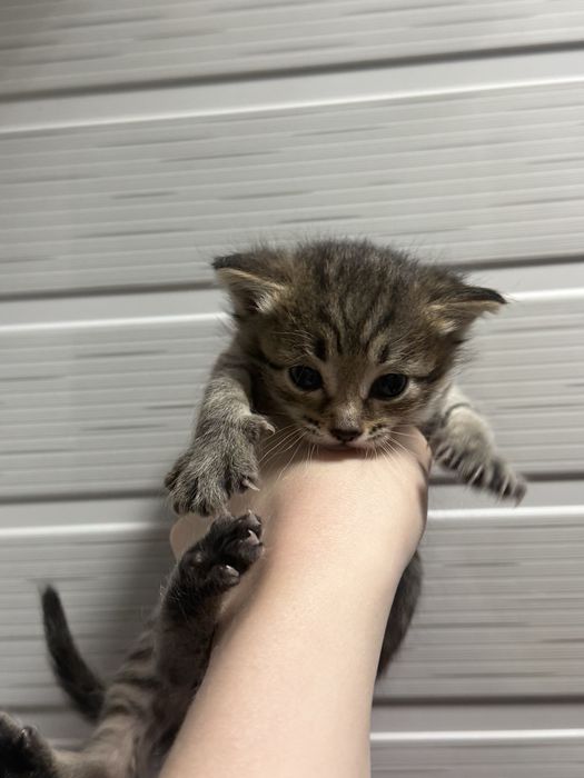 Котята бесплатно