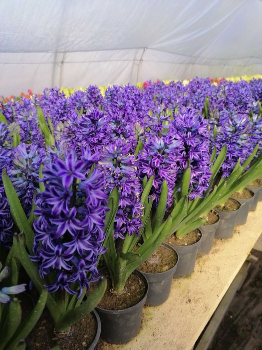 Zambile lalele primule narcise flori