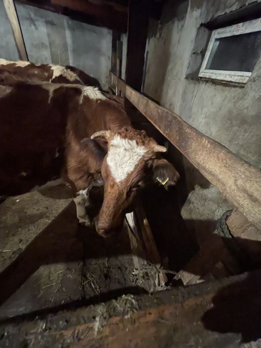 Продается корова