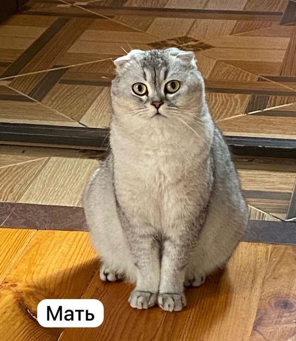 Котенок Скоттиш-Страйт