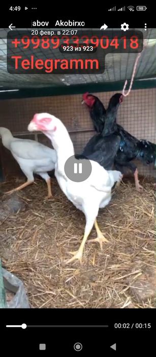 O shamo nemis tuxuml va jujalariga zakaz olaman.