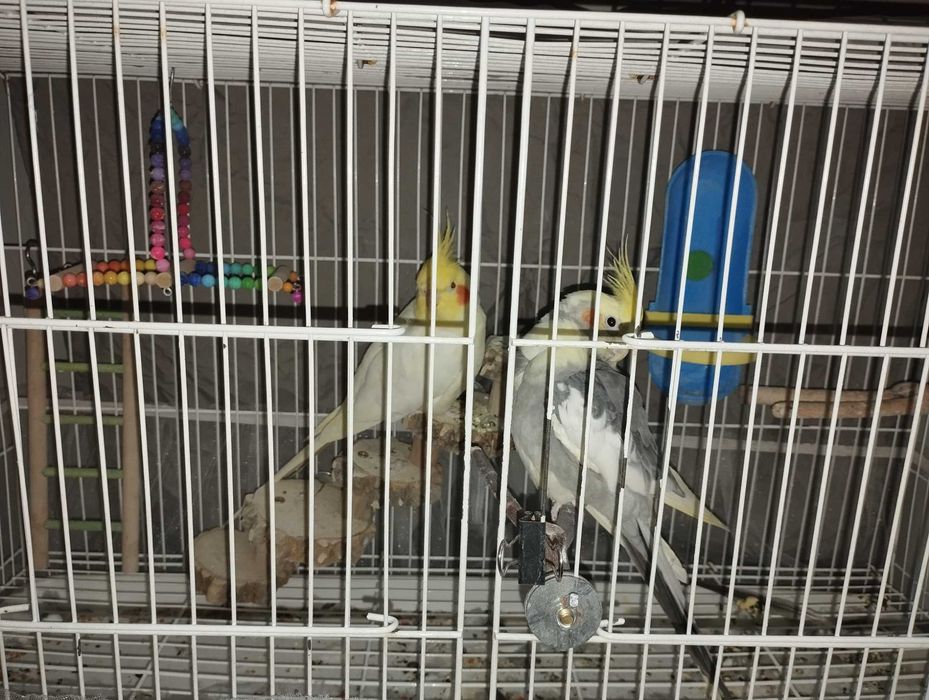 Продам, попугаев Корелла