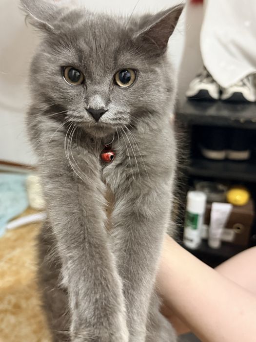 Кошка потеряшка, нашел кошечку