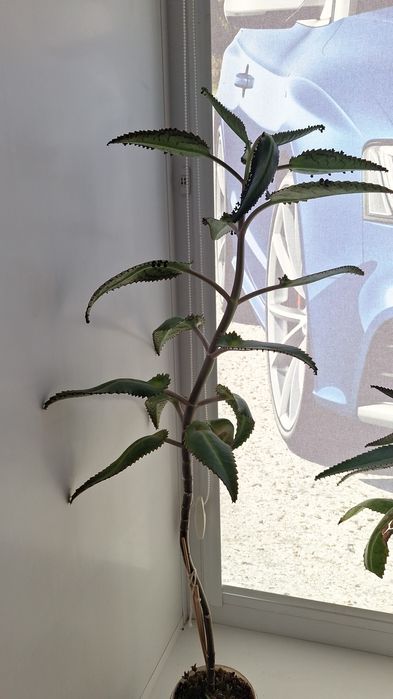 Алоэ лекарственный