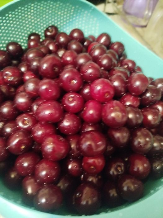 Шпанка  замороженные музлатилган продаю