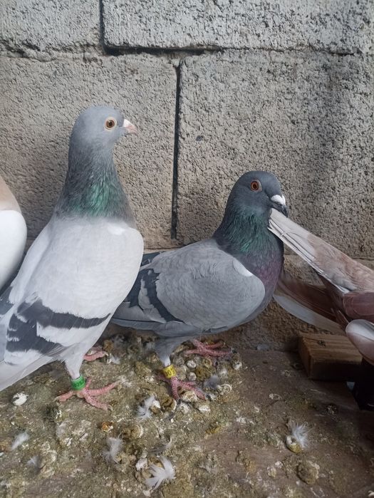 Продам голубей...