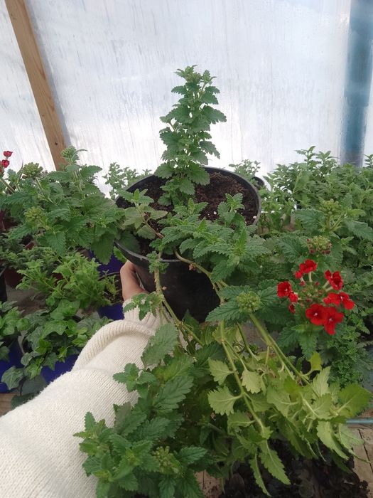 Комнатные цветы !!