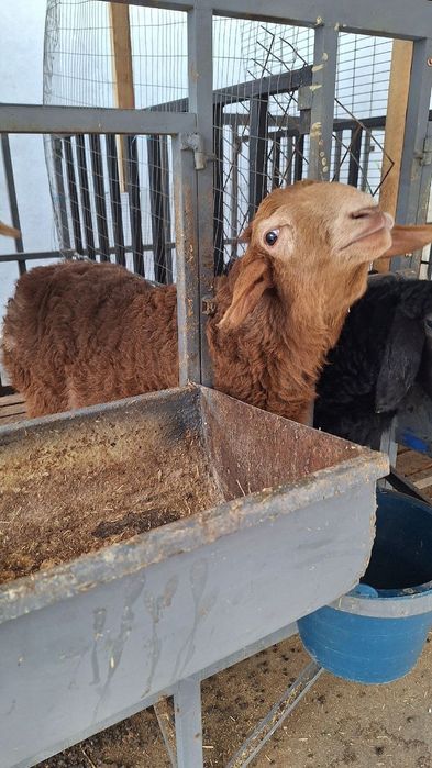 Qo'y qafasi sotiladi