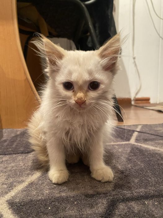 отдам котенка , бесплатно , девочка, с достававкой