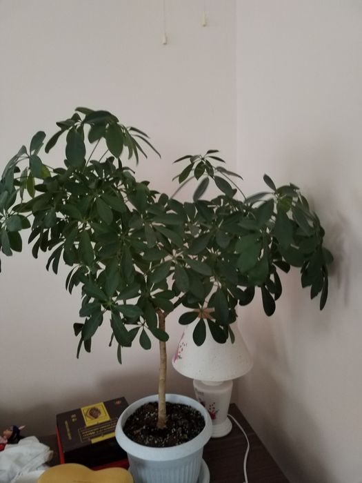 Комнатные растения