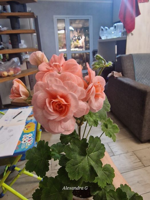 Пеларгония в г.Абай