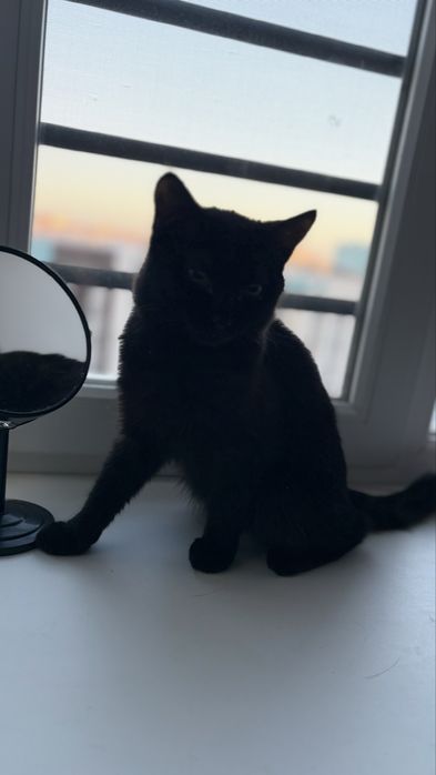 Продам кота стерил