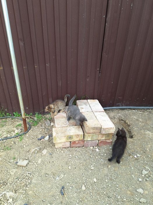 Котята отдам даром