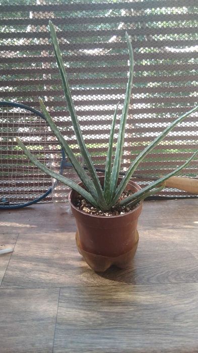 Алоэ вера , драцена компакта и литопсы