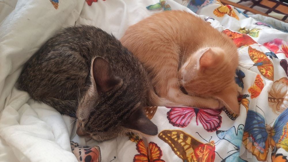 Котята домашние бесплатно