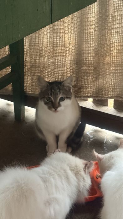 Adoptie pisici Julita, Arad