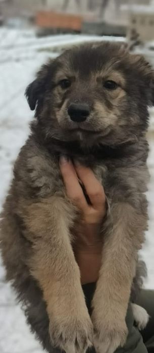 Отдам в заботливые руки  девочку щеночка