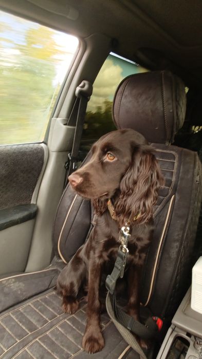 Перевозка животных, Зоотакси