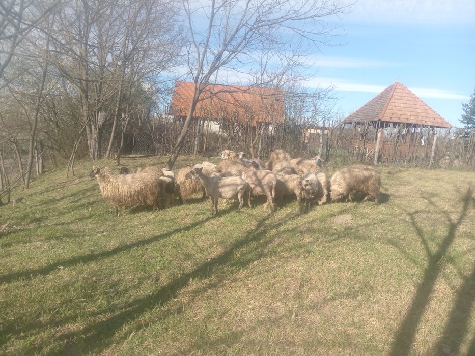 Vând 13 oi tinere 8 la a 3 fătare și 5 la prima fătare preț 650 bucata