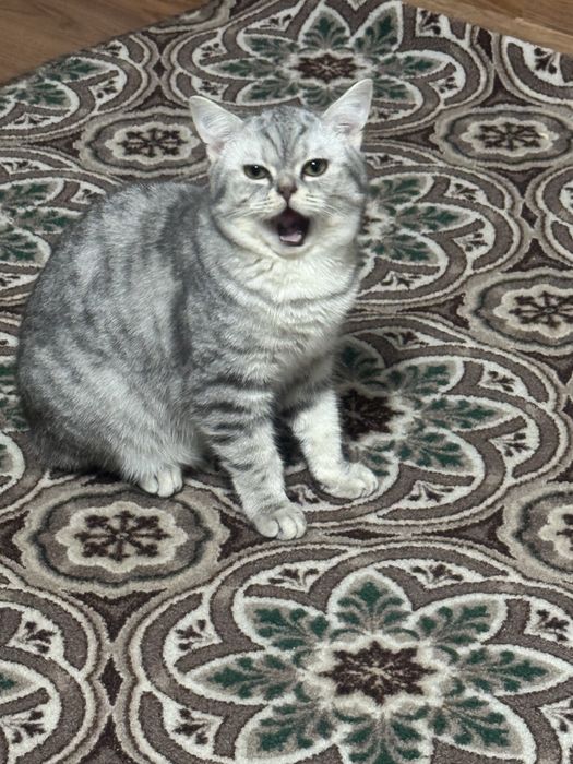 ШоТлаНдски кошка.