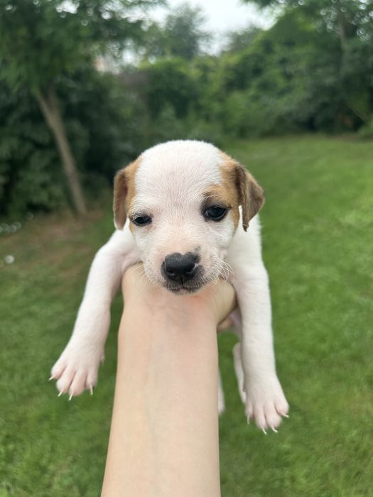 Jack Russell Terrier