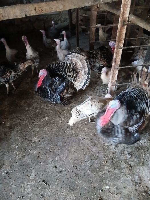 Kurkalar va tuxumlari sotiladi