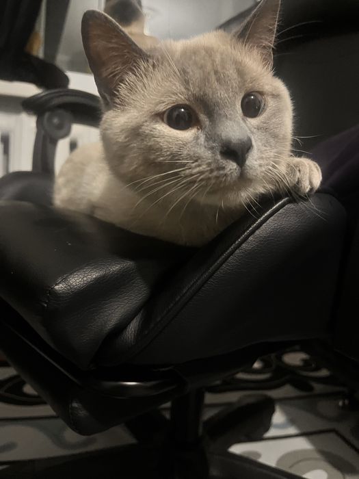 Котик ищет дом Бесплатно отдаем кота