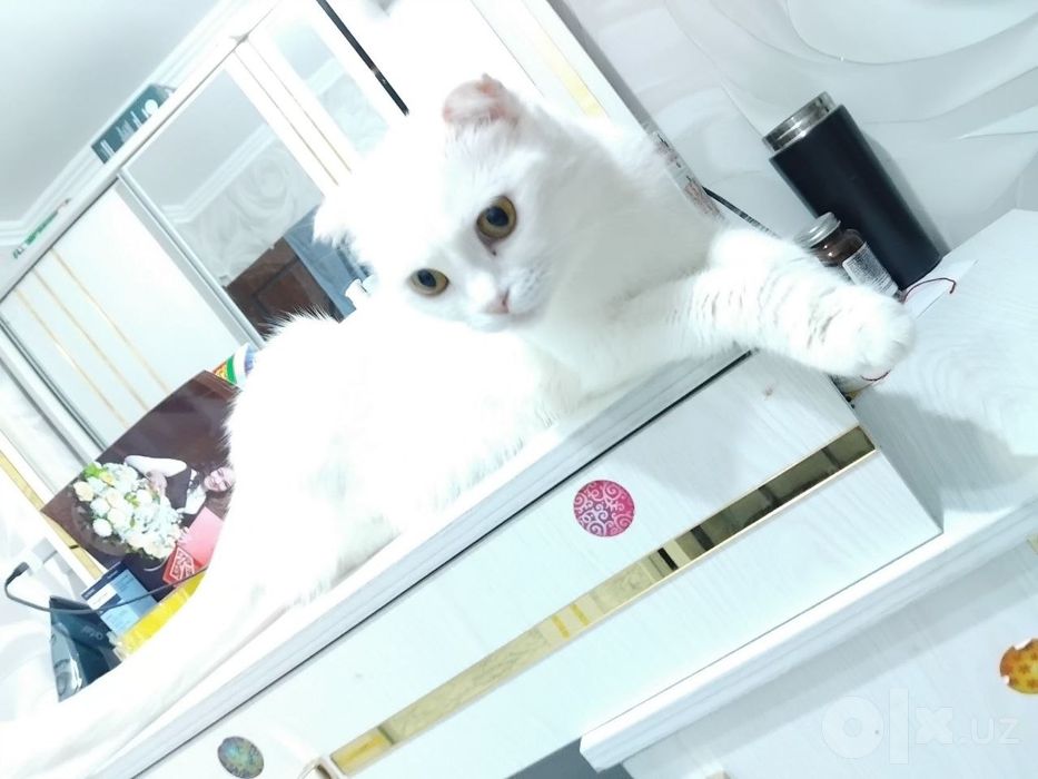 Продаётся вислоухая белая кошка