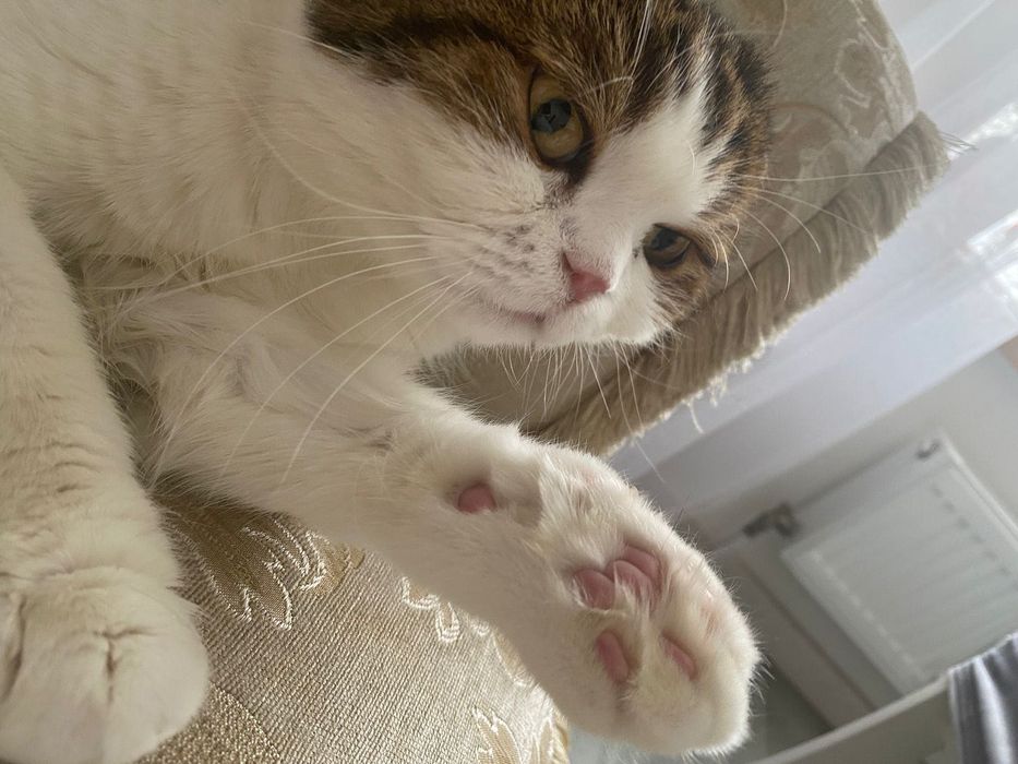 Ищем семью коту Феофану, британец экзот