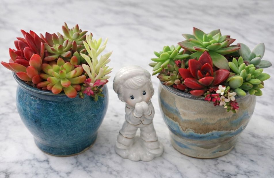 Комнатные цветы , цветущие